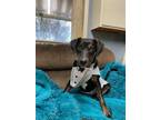 Adopt Sheldon in CT a Tricolor (Tan/Brown & Black & White) Mountain Cur / Mixed