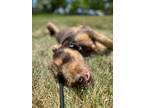Adopt Quinn a Fox Terrier (Wirehaired) dog in Windsor, CO (41464952)