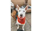 Adopt Bronco a White German Shepherd Dog / Mixed dog in Newport Beach