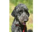Adopt LULU a Poodle (Standard) / Mixed dog in Newport, OR (41464950)