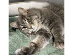 Adopt LARS a Gray, Blue or Silver Tabby Domestic Longhair / Mixed cat in