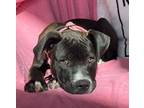 Adopt Blaire a Black Pit Bull Terrier dog in Alma, WI (41087397)