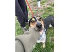 Adopt Bluey the Coop a Black Australian Cattle Dog / Mixed Breed (Medium) /