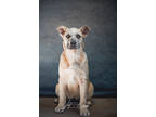 Adopt Quartz 'Honey' a Tan/Yellow/Fawn Mixed Breed (Small) / Mixed Breed