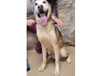 Adopt Teddy a Tan/Yellow/Fawn Husky / Mixed Breed (Medium) / Mixed (short coat)