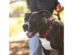 Adopt Baby Girl a Black Mixed Breed (Large) / Mixed dog in Hilliard