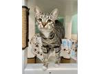 Adopt Lucy a Brown Tabby Domestic Shorthair / Mixed Breed (Medium) / Mixed