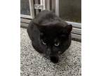 Adopt Esek fka Cobbler a All Black Domestic Shorthair / Mixed Breed (Medium) /