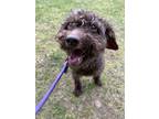Adopt Polly a Labradoodle / Poodle (Miniature) / Mixed dog in Oakland