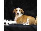 Adopt Waylon a Brindle Mixed Breed (Small) / Mixed Breed (Medium) / Mixed (short