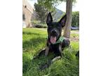 Adopt Monte a Labrador Retriever, Australian Kelpie