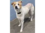 Adopt Lola (HW-) a White Golden Retriever / Mixed Breed (Medium) / Mixed (short