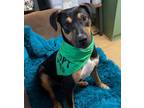 Adopt Samson in CT a Tricolor (Tan/Brown & Black & White) Mountain Cur / Mixed