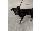 Adopt River a Black Mixed Breed (Small) / Mixed Breed (Medium) / Mixed (short