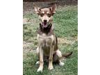Adopt Tom Dooley a Brown/Chocolate Australian Kelpie / Mixed Breed (Medium) /