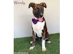 Adopt Wendy a Brindle - with White Dutch Shepherd / Pit Bull Terrier / Mixed dog