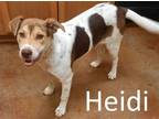 Adopt Heidi a White - with Brown or Chocolate Australian Cattle Dog / Australian