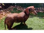 Adopt Lulu a Dachshund / Mixed dog in Weston, FL (40940534)
