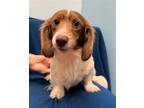 Adopt Oscar a Dachshund / Mixed dog in Weston, FL (41097085)