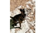 Adopt Tia in CT a Brindle - with White Plott Hound / Mixed Breed (Medium) /