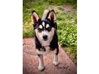 Adopt Becky a Husky / Pomeranian / Mixed dog in Denver, CO (41426438)