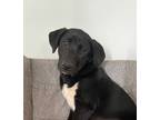 Adopt Hera a Akita / Mixed dog in Silver Spring, MD (41464624)