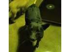 Adopt Alfalfa a Black - with White Australian Cattle Dog / Mixed dog in Waldron