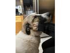 Adopt Sage a White - with Brown or Chocolate Anatolian Shepherd / Great Pyrenees