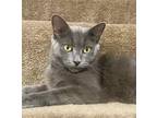 Adopt Bailey a Gray, Blue or Silver Tabby Domestic Shorthair cat in Lewis