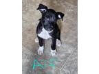 Adopt Alf (Love the Tub puppies) a Black Labrador Retriever / Pit Bull Terrier /