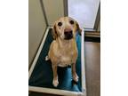 Adopt Logan a Tan/Yellow/Fawn Labrador Retriever / Mixed Breed (Medium) / Mixed