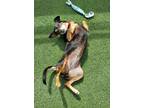 Adopt Rose a Miniature Pinscher / Mixed dog in Oceanside, CA (41461093)