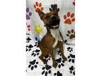 Adopt Amigo a American Pit Bull Terrier / American Pit Bull Terrier / Mixed dog