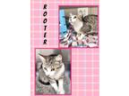 Adopt Rooter a Domestic Shorthair / Mixed (short coat) cat in Blountville