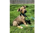 Adopt Cowboy a Tan/Yellow/Fawn Terrier (Unknown Type, Medium) / Beagle / Mixed
