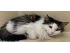 Adopt Suzie a All Black Domestic Longhair / Mixed Breed (Medium) / Mixed (short