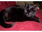 Adopt Bagheera a Domestic Short Hair