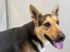 Adopt Hiccup a Brown/Chocolate German Shepherd Dog / Mixed Breed (Medium) /