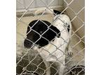 Adopt Jax a White Mixed Breed (Small) / Mixed Breed (Medium) / Mixed (short