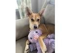 Adopt Kady Furry aka "Pup Pup" a Red/Golden/Orange/Chestnut Mutt / Labrador