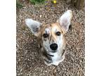 Adopt Rita a Tricolor (Tan/Brown & Black & White) Corgi / Mixed dog in Honeoye