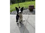 Adopt Bandito a Black Australian Shepherd / Australian Cattle Dog / Mixed (short
