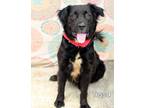 Adopt Tessa a Flat-Coated Retriever / Mixed dog in Gautier, MS (41414880)