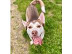 Adopt Enzo a Brown/Chocolate Husky / Mixed Breed (Medium) / Mixed (short coat)