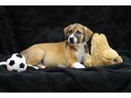Adopt Hoyt a Merle Mixed Breed (Small) / Mixed Breed (Medium) / Mixed (short