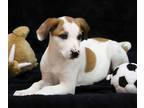 Adopt Bertie a White Mixed Breed (Small) / Mixed Breed (Medium) / Mixed (short