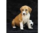 Adopt Royce a Brindle Mixed Breed (Small) / Mixed Breed (Medium) / Mixed (short