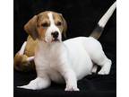 Adopt Tuck a White Mixed Breed (Small) / Mixed Breed (Medium) / Mixed (short