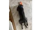 Adopt Bluto a Merle American Pit Bull Terrier / Mixed Breed (Medium) / Mixed