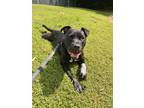 Adopt Oreo a Black American Pit Bull Terrier / Mixed Breed (Medium) / Mixed